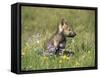Grey Wolf Pup Amongst Flowers, Montana, USA-Tom Vezo-Framed Stretched Canvas