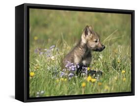 Grey Wolf Pup Amongst Flowers, Montana, USA-Tom Vezo-Framed Stretched Canvas