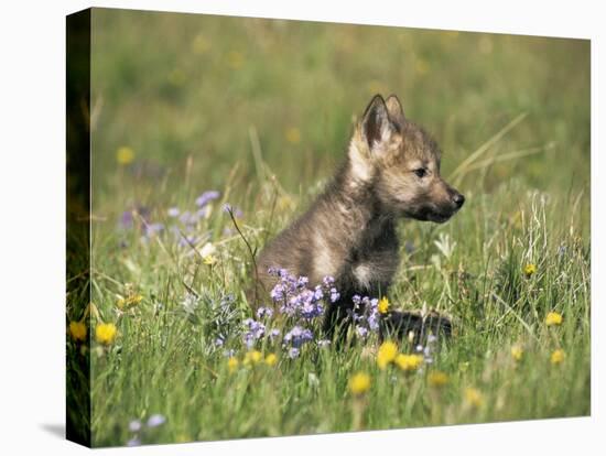 Grey Wolf Pup Amongst Flowers, Montana, USA-Tom Vezo-Stretched Canvas