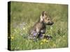 Grey Wolf Pup Amongst Flowers, Montana, USA-Tom Vezo-Stretched Canvas