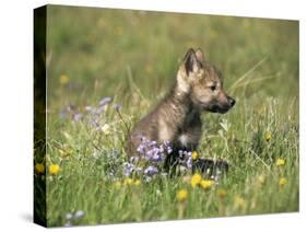 Grey Wolf Pup Amongst Flowers, Montana, USA-Tom Vezo-Stretched Canvas