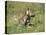 Grey Wolf Pup Amongst Flowers, Montana, USA-Tom Vezo-Stretched Canvas