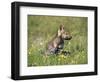 Grey Wolf Pup Amongst Flowers, Montana, USA-Tom Vezo-Framed Premium Photographic Print