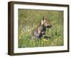 Grey Wolf Pup Amongst Flowers, Montana, USA-Tom Vezo-Framed Premium Photographic Print