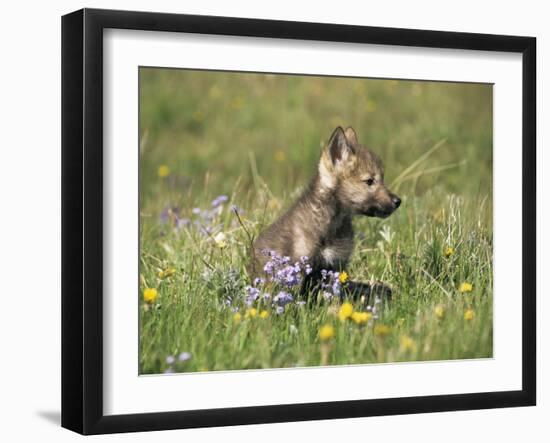 Grey Wolf Pup Amongst Flowers, Montana, USA-Tom Vezo-Framed Premium Photographic Print