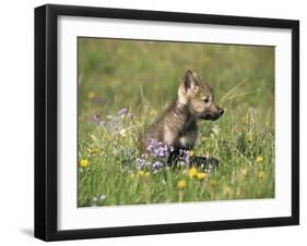 Grey Wolf Pup Amongst Flowers, Montana, USA-Tom Vezo-Framed Premium Photographic Print