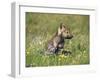 Grey Wolf Pup Amongst Flowers, Montana, USA-Tom Vezo-Framed Premium Photographic Print