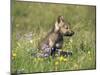 Grey Wolf Pup Amongst Flowers, Montana, USA-Tom Vezo-Mounted Premium Photographic Print