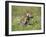 Grey Wolf Pup Amongst Flowers, Montana, USA-Tom Vezo-Framed Photographic Print