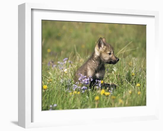 Grey Wolf Pup Amongst Flowers, Montana, USA-Tom Vezo-Framed Photographic Print