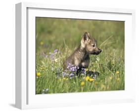 Grey Wolf Pup Amongst Flowers, Montana, USA-Tom Vezo-Framed Photographic Print