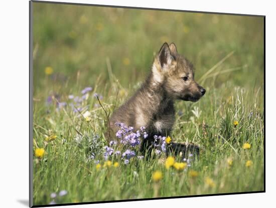 Grey Wolf Pup Amongst Flowers, Montana, USA-Tom Vezo-Mounted Photographic Print