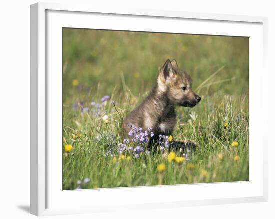 Grey Wolf Pup Amongst Flowers, Montana, USA-Tom Vezo-Framed Photographic Print