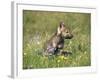 Grey Wolf Pup Amongst Flowers, Montana, USA-Tom Vezo-Framed Photographic Print