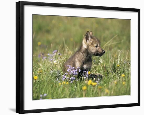 Grey Wolf Pup Amongst Flowers, Montana, USA-Tom Vezo-Framed Photographic Print