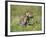 Grey Wolf Pup Amongst Flowers, Montana, USA-Tom Vezo-Framed Photographic Print