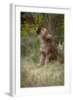 Grey Wolf Pup Howling (Canis Lupus) Captive, Montana, USA-Tom Vezo-Framed Photographic Print