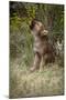 Grey Wolf Pup Howling (Canis Lupus) Captive, Montana, USA-Tom Vezo-Mounted Photographic Print