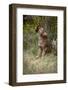 Grey Wolf Pup Howling (Canis Lupus) Captive, Montana, USA-Tom Vezo-Framed Photographic Print