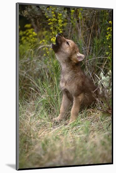 Grey Wolf Pup Howling (Canis Lupus) Captive, Montana, USA-Tom Vezo-Mounted Photographic Print