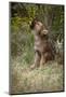 Grey Wolf Pup Howling (Canis Lupus) Captive, Montana, USA-Tom Vezo-Mounted Photographic Print