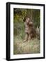 Grey Wolf Pup Howling (Canis Lupus) Captive, Montana, USA-Tom Vezo-Framed Photographic Print