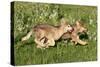 Grey Wolf Pups Running in Meadow-null-Stretched Canvas