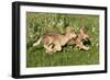 Grey Wolf Pups Running in Meadow-null-Framed Photographic Print