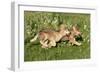 Grey Wolf Pups Running in Meadow-null-Framed Photographic Print