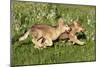 Grey Wolf Pups Running in Meadow-null-Mounted Photographic Print