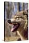 Grey Wolf Snarling-null-Stretched Canvas