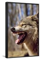 Grey Wolf Snarling-null-Framed Photographic Print