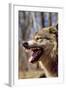 Grey Wolf Snarling-null-Framed Photographic Print