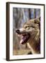 Grey Wolf Snarling-null-Framed Photographic Print