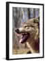 Grey Wolf Snarling-null-Framed Photographic Print