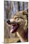 Grey Wolf Snarling-null-Mounted Photographic Print