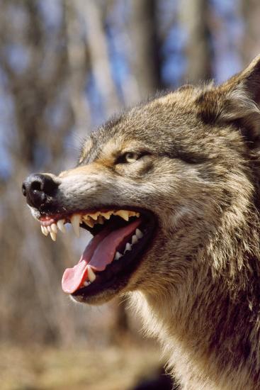 Photographic Print, , large