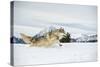 Grey Wolf (Timber Wolf) (Canis Lupis), Montana, United States of America, North America-Janette Hil-Stretched Canvas