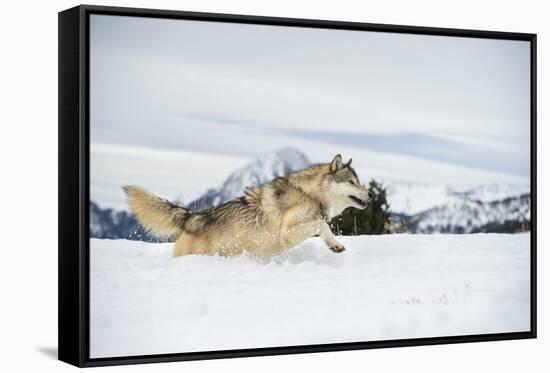 Grey Wolf (Timber Wolf) (Canis Lupis), Montana, United States of America, North America-Janette Hil-Framed Stretched Canvas