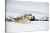 Grey Wolf (Timber Wolf) (Canis Lupis), Montana, United States of America, North America-Janette Hil-Stretched Canvas