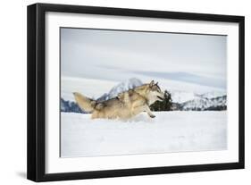 Grey Wolf (Timber Wolf) (Canis Lupis), Montana, United States of America, North America-Janette Hil-Framed Photographic Print