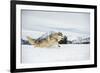 Grey Wolf (Timber Wolf) (Canis Lupis), Montana, United States of America, North America-Janette Hil-Framed Photographic Print