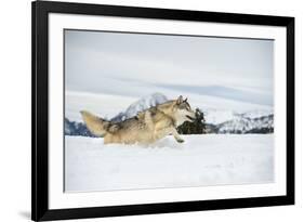 Grey Wolf (Timber Wolf) (Canis Lupis), Montana, United States of America, North America-Janette Hil-Framed Photographic Print