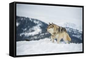 Grey Wolf (Timber Wolf) (Canis Lupis), Montana, United States of America, North America-Janette Hil-Framed Stretched Canvas
