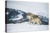 Grey Wolf (Timber Wolf) (Canis Lupis), Montana, United States of America, North America-Janette Hil-Stretched Canvas