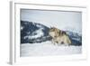 Grey Wolf (Timber Wolf) (Canis Lupis), Montana, United States of America, North America-Janette Hil-Framed Photographic Print