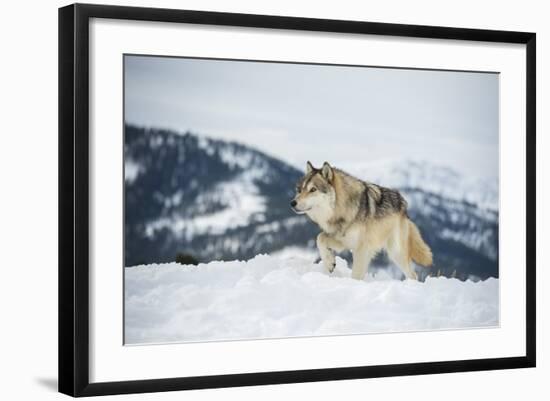 Grey Wolf (Timber Wolf) (Canis Lupis), Montana, United States of America, North America-Janette Hil-Framed Photographic Print