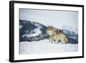 Grey Wolf (Timber Wolf) (Canis Lupis), Montana, United States of America, North America-Janette Hil-Framed Photographic Print