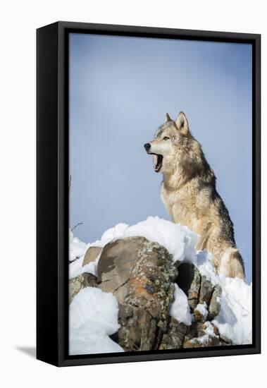 Grey Wolf (Timber Wolf) (Canis Lupis), Montana, United States of America, North America-Janette Hil-Framed Stretched Canvas