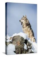 Grey Wolf (Timber Wolf) (Canis Lupis), Montana, United States of America, North America-Janette Hil-Stretched Canvas